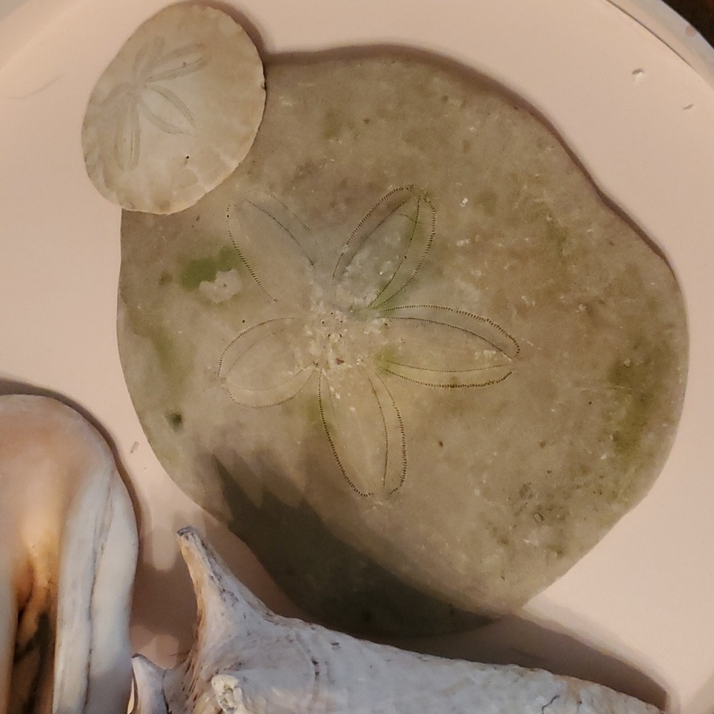 Sand Dollar 8" Real *RARE
